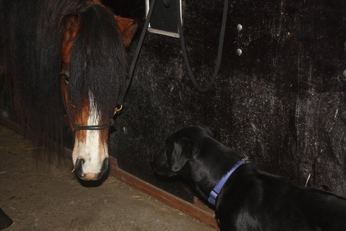 Irish Cob Crossbreed Nova<3 - 8/9-11 Nova syntes Basse er lidt spænende :)  billede 10