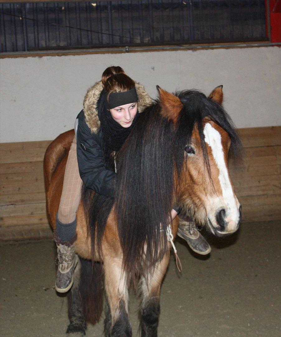Irish Cob Crossbreed Nova<3 billede 2