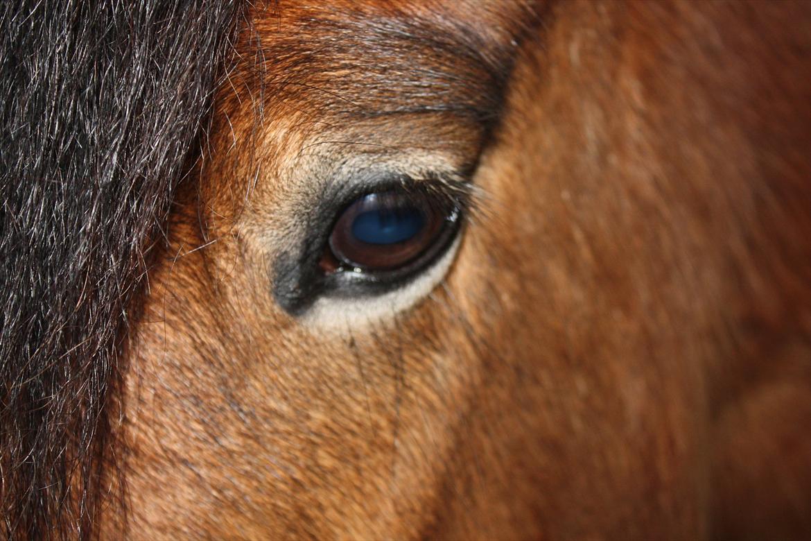 Irish Cob Crossbreed Nova<3 - 8/9-11 billede 11