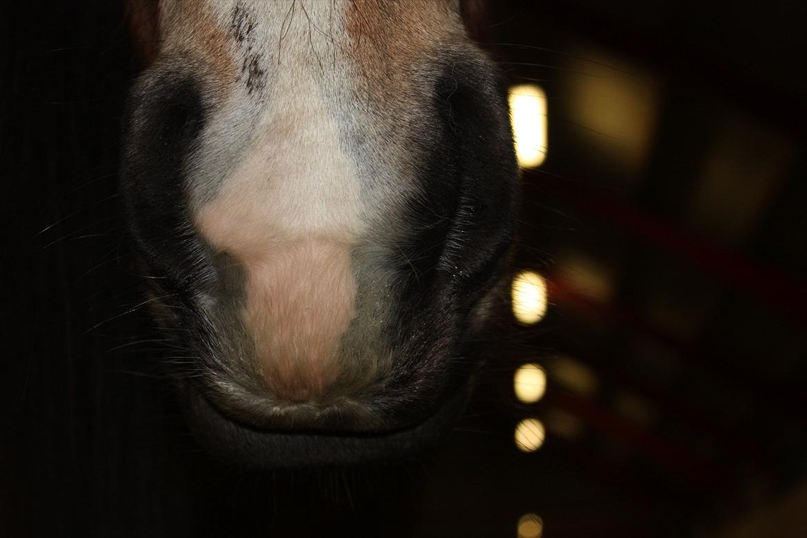 Irish Cob Crossbreed Nova<3 - Nova's skønne skønne mule som giver en masse kys :) billede 12