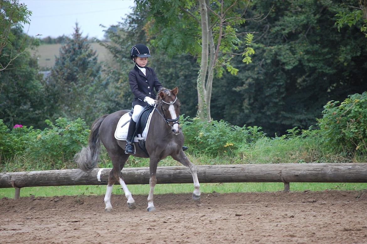 Welsh Pony (sec B) Silver A-pony - Stævne i Epperup
lige en versade hehe :-D billede 7