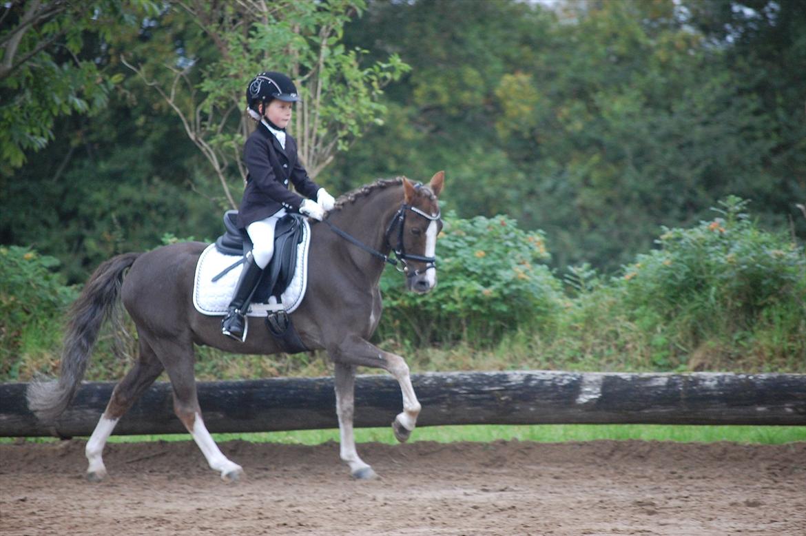 Welsh Pony (sec B) Silver A-pony - Stævne i Epperup <3<3 billede 8