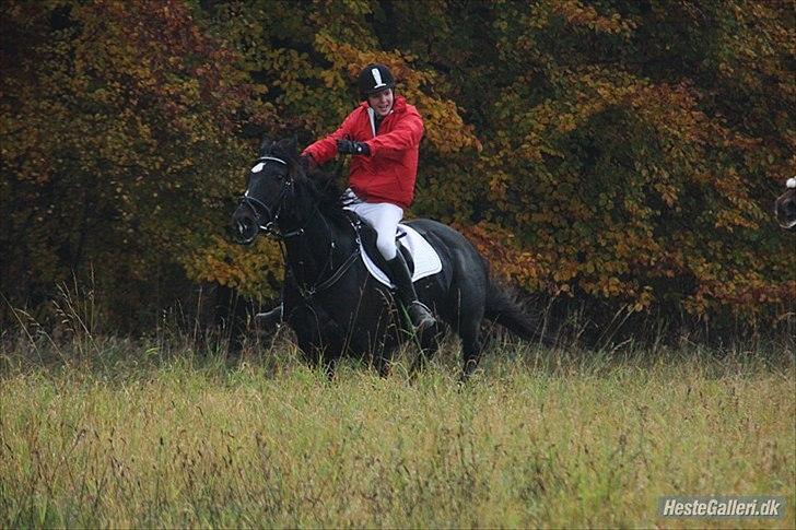 Dansk Varmblod Sazkibard S *My Soulmate* - Jagt d. 30.11.11 :-) 
3 plads i opløbet ud af 32 heste :D 

Vi er ikke perfekte, men så længe vi begge har det sjovt er det vigtigste! <3 
We enjoy each other forever! <3

Foto: KT foto  billede 17