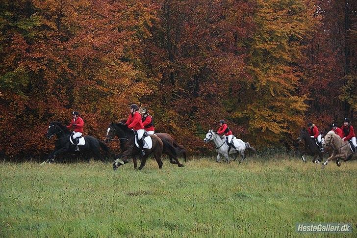 Dansk Varmblod Sazkibard S *My Soulmate* - Første jagt sammen d. 30.11.11 :-) 
3 plads i opløbet ud af 32 heste :D 

Vi gennemfører alt sammen, ingen mig uden dig, vi er skabt for hinanden.
Sazki du var så fantastisk til den jagt! 

We running together, always you and me! <3

Foto: KT foto  billede 16