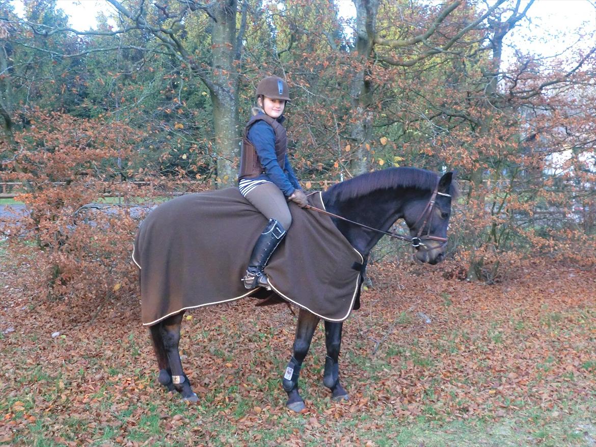 Anden særlig race Birkholms Lars (*GASTON*) billede 1