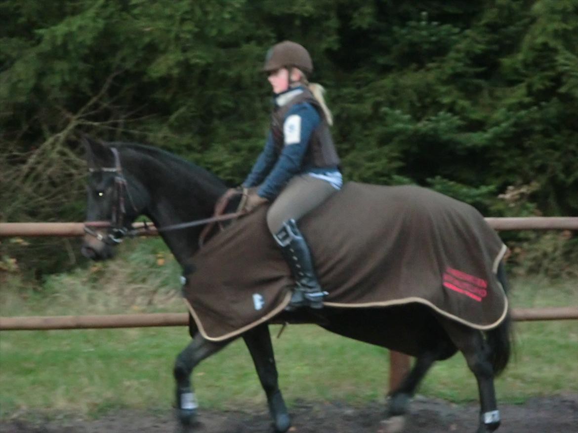 Anden særlig race Birkholms Lars (*GASTON*) billede 2