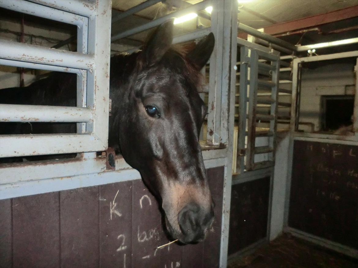 Anden særlig race Birkholms Lars (*GASTON*) billede 5