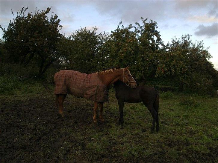 Dansk Varmblod Højgaards Rosinante - Rose og Delinas sidste dag sammen billede 16