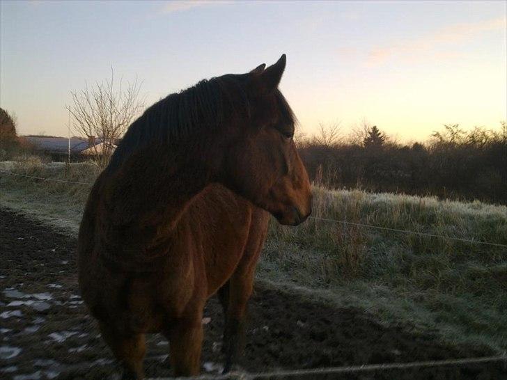 Dansk Varmblod Lillegårdens Daytona billede 11