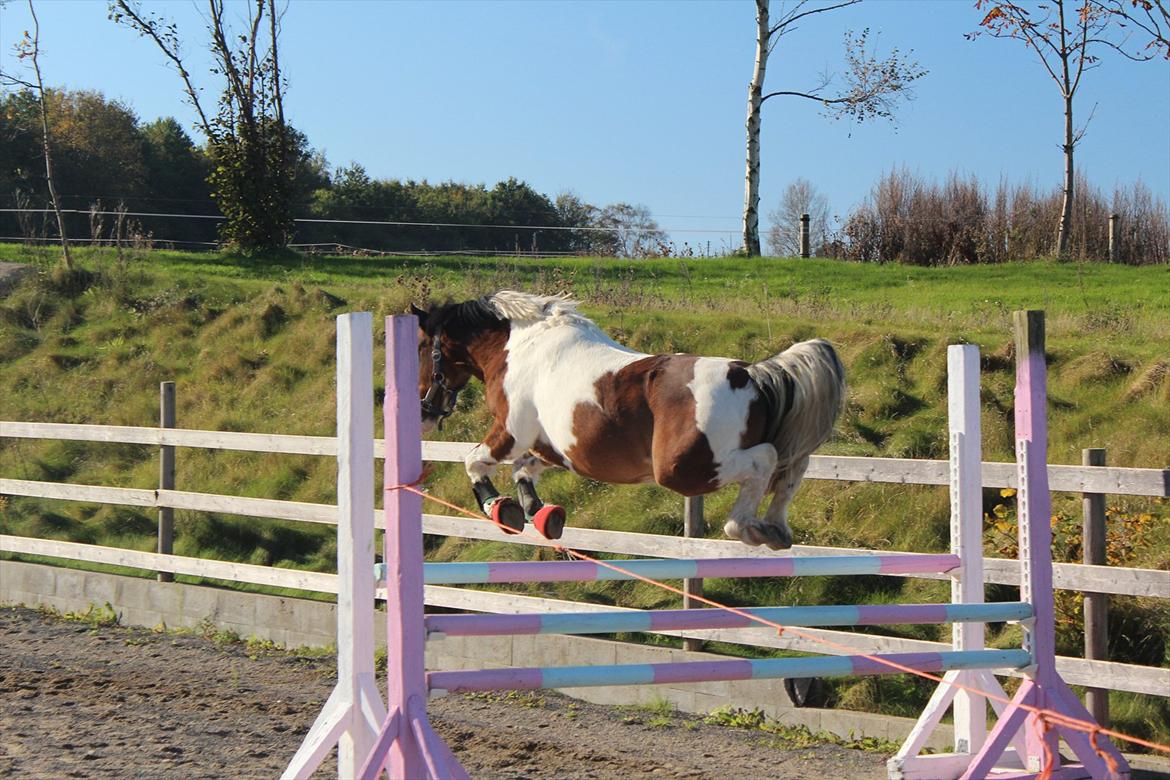 Anden særlig race DAUGAARDS MR.BEAN - 1 meter Ponyen kan jo springe ! ;) Foto: Mig billede 17