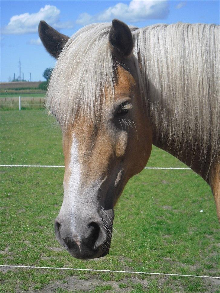 Haflinger Henrietta Ha 559 (Tykkeh) - Flot tøz var?? billede 1