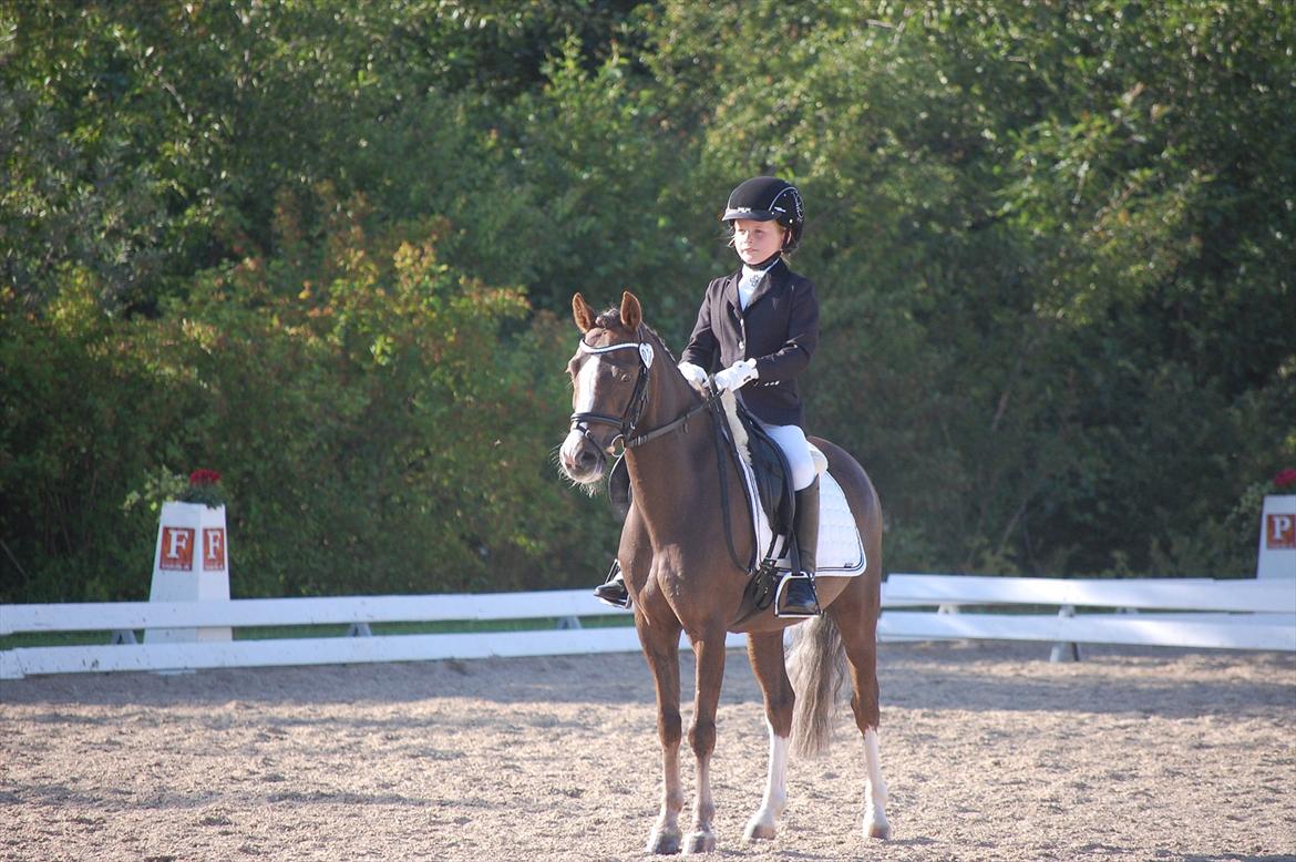 Welsh Pony (sec B) Silver A-pony - uuuu!! er der kamara 
:-) :-) :-) billede 6