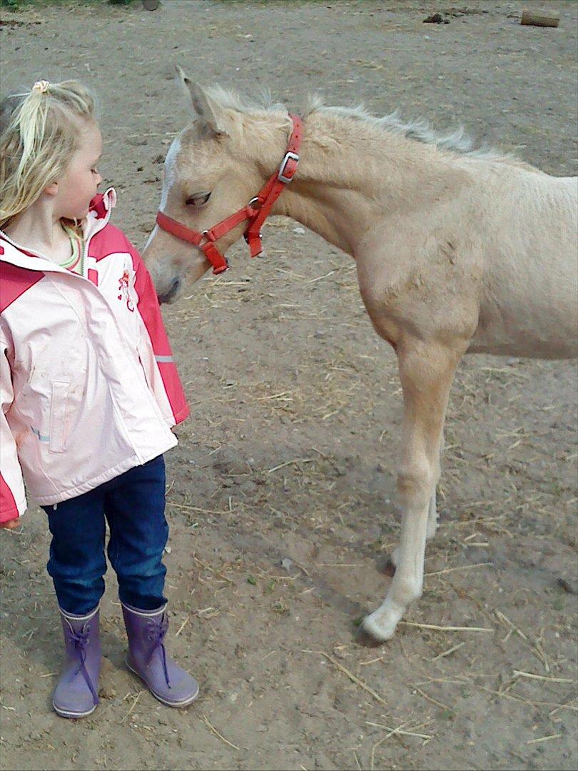 Welsh Partbred (Sec F) Donatella-Kick - Her er hun kun ca en uge gammel, og meget nysgerrig billede 1