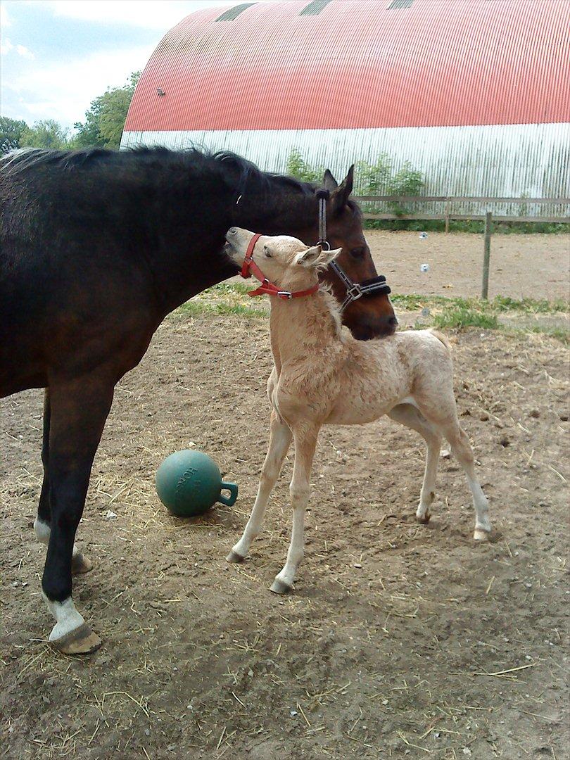 Welsh Partbred (Sec F) Donatella-Kick billede 2