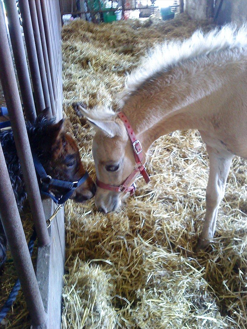 Welsh Partbred (Sec F) Donatella-Kick - snakker med et shetlænder føl billede 3