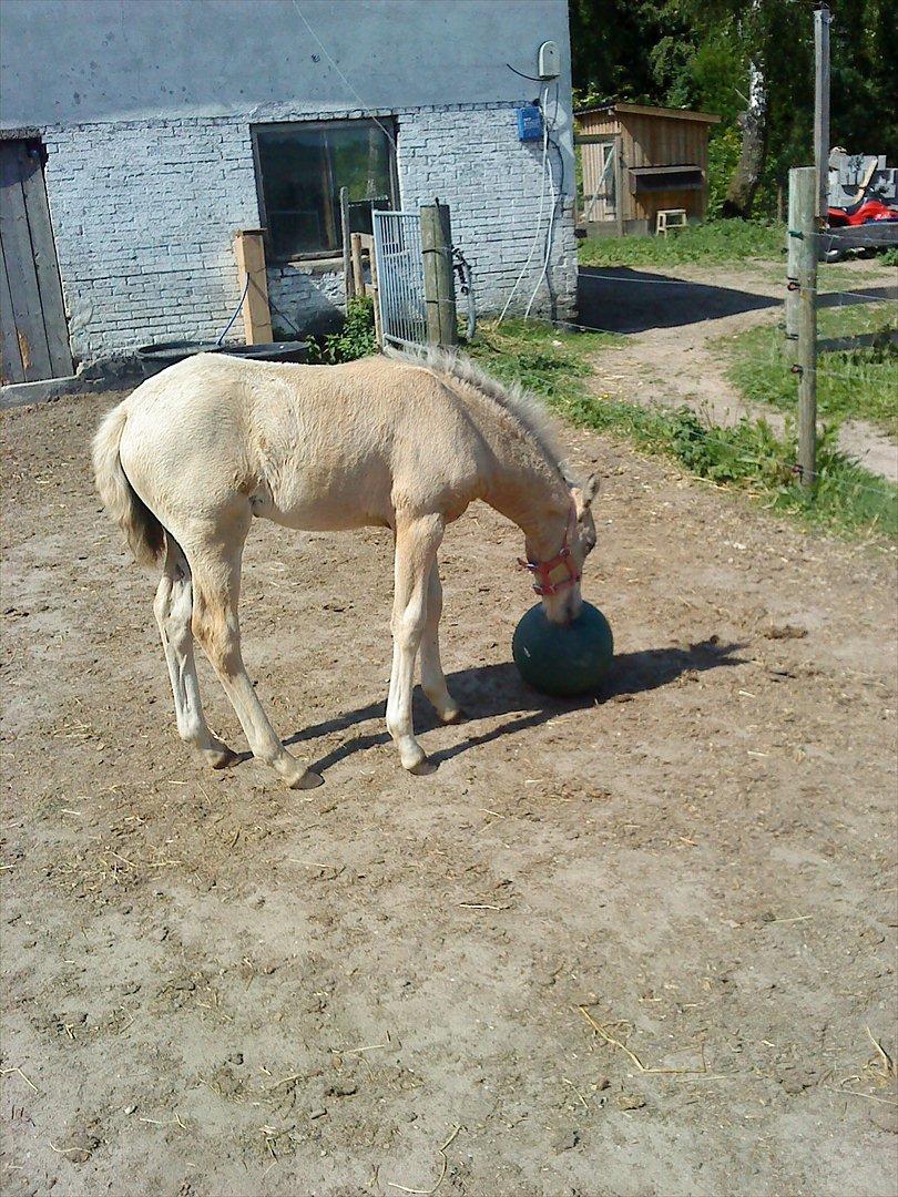 Welsh Partbred (Sec F) Donatella-Kick - leger med bold billede 4