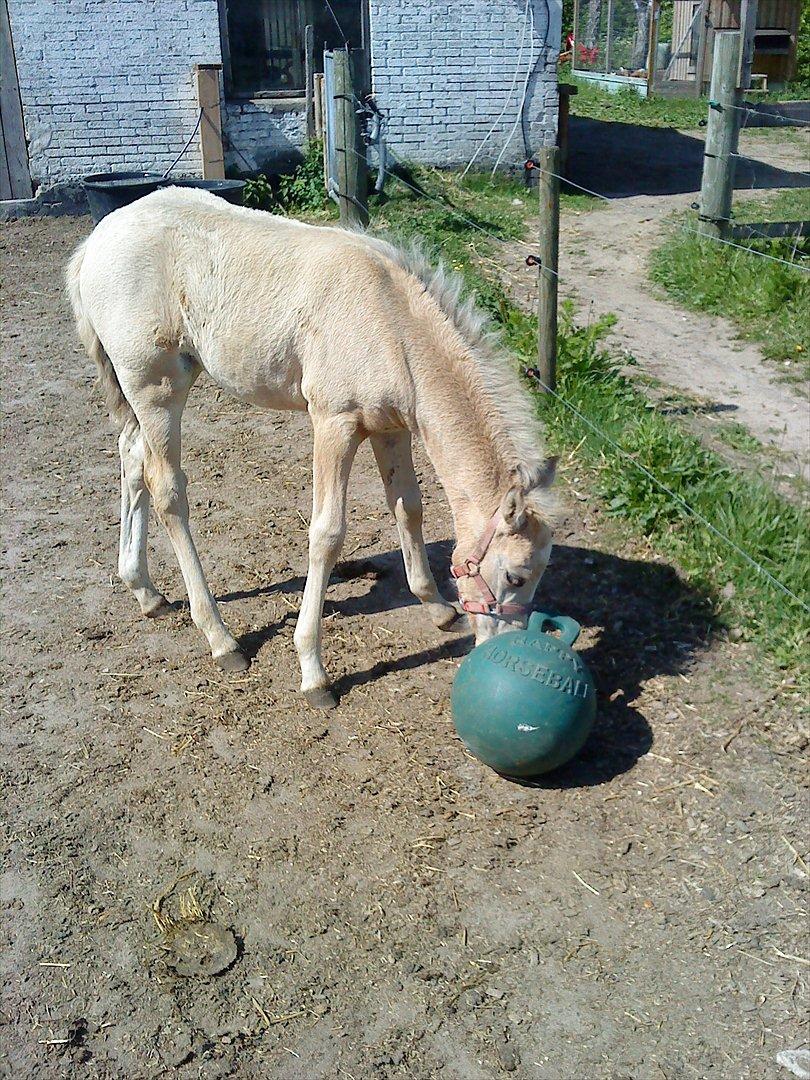 Welsh Partbred (Sec F) Donatella-Kick billede 5