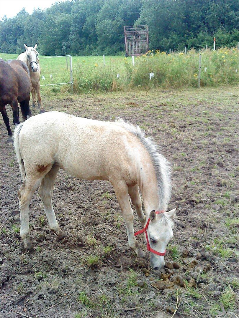 Welsh Partbred (Sec F) Donatella-Kick billede 6