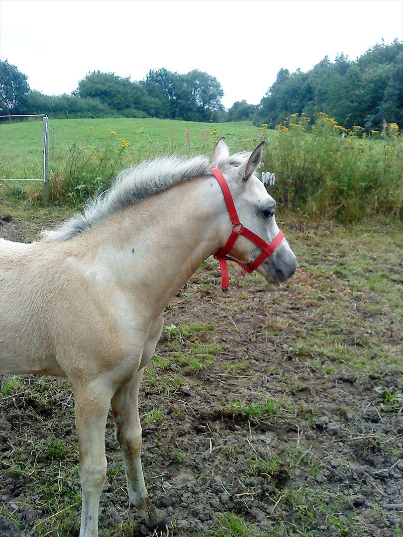 Welsh Partbred (Sec F) Donatella-Kick billede 7