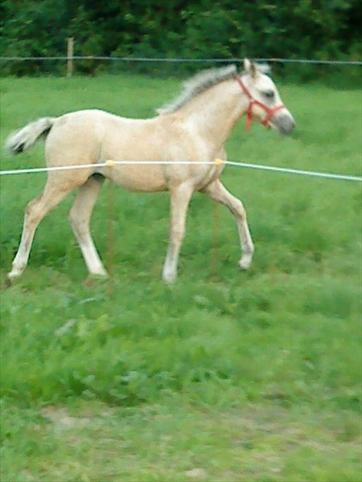 Welsh Partbred (Sec F) Donatella-Kick billede 8