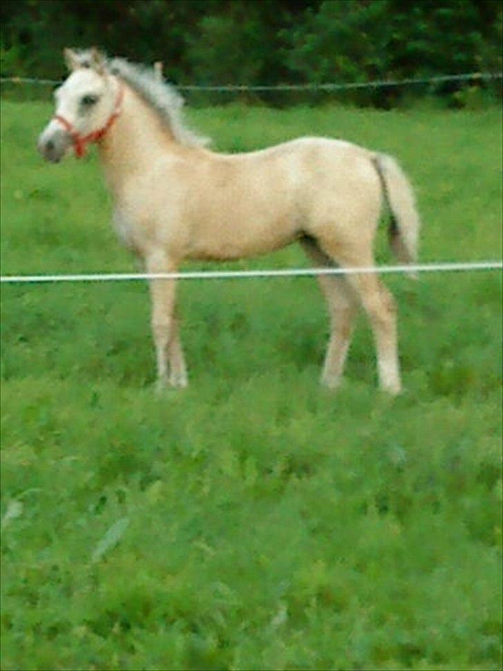 Welsh Partbred (Sec F) Donatella-Kick - smukke  billede 9