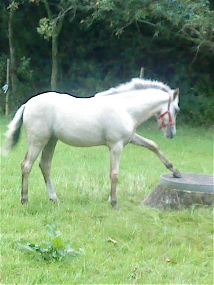 Welsh Partbred (Sec F) Donatella-Kick - leger cirkus hest billede 10