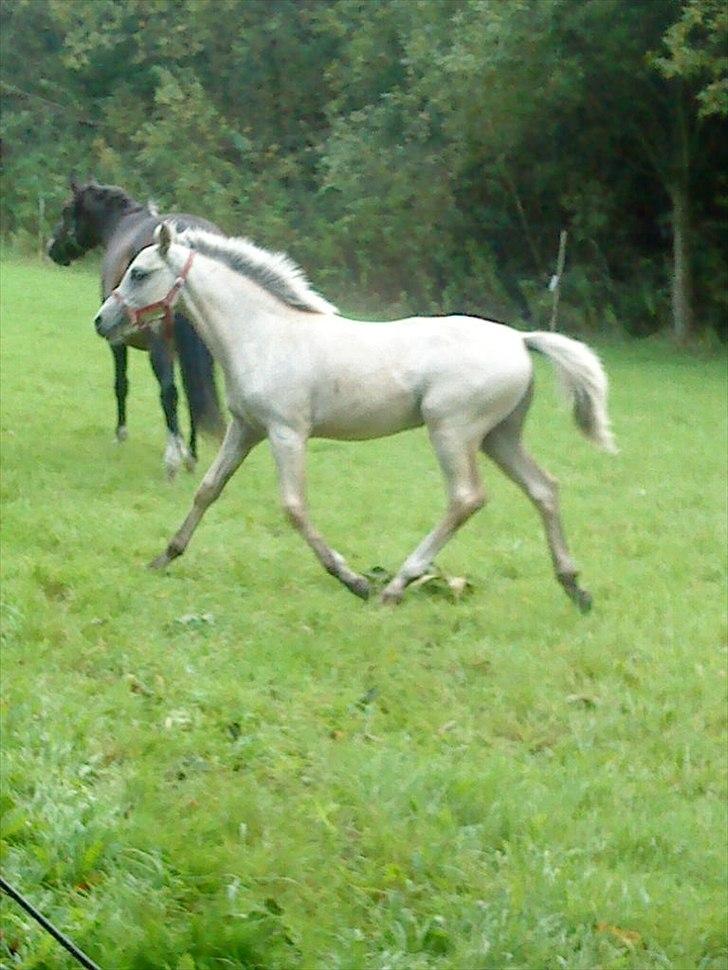 Welsh Partbred (Sec F) Donatella-Kick - løber efter hunden billede 11