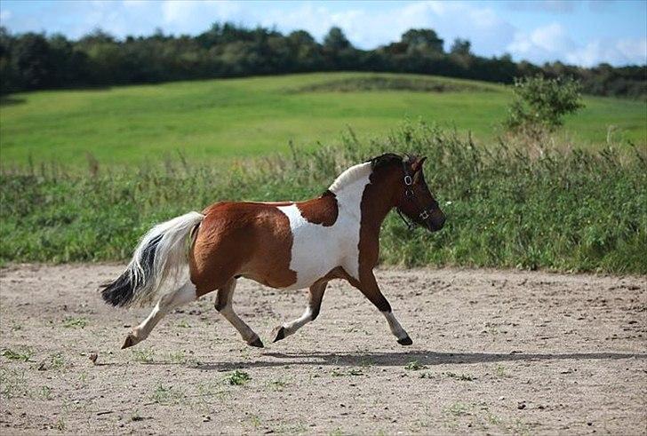 Anden særlig race Valde - Fuld fart frem!
Foto : Prof billede 3