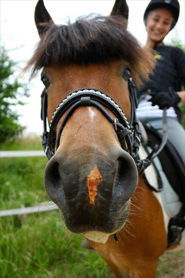 Anden særlig race Valde - Valde: Øjj! Kan man spise kameraet?:D
Valde har lige fået lakridssten XD billede 5