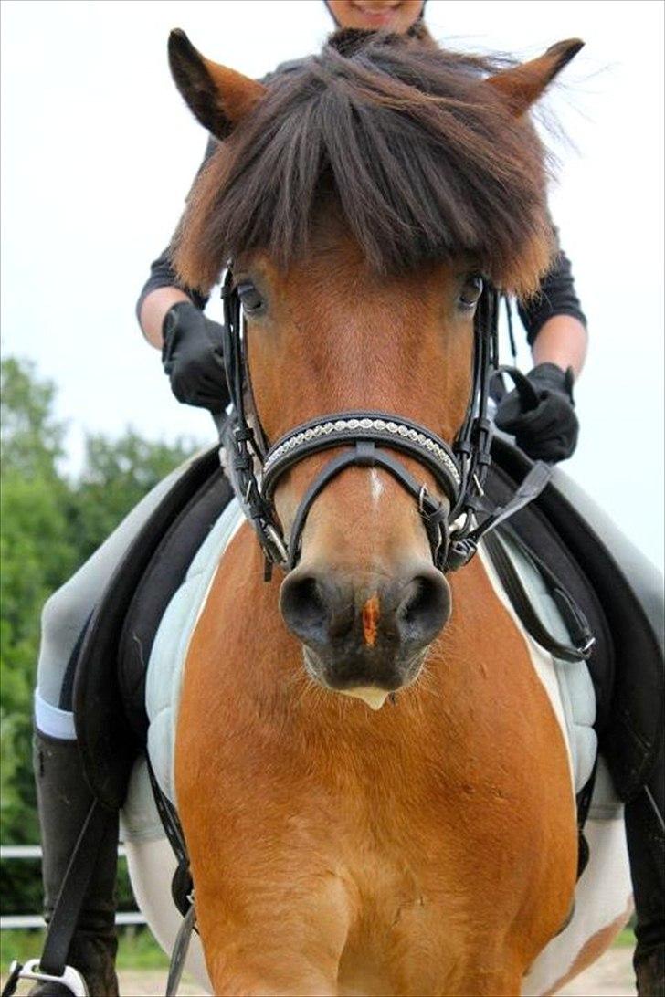 Anden særlig race Valde - Skøre broget ponze<3
Du hjalp mig med at komme i gang igen og jeg er dig af hjertet tak<3
Du sku søød<3 billede 4