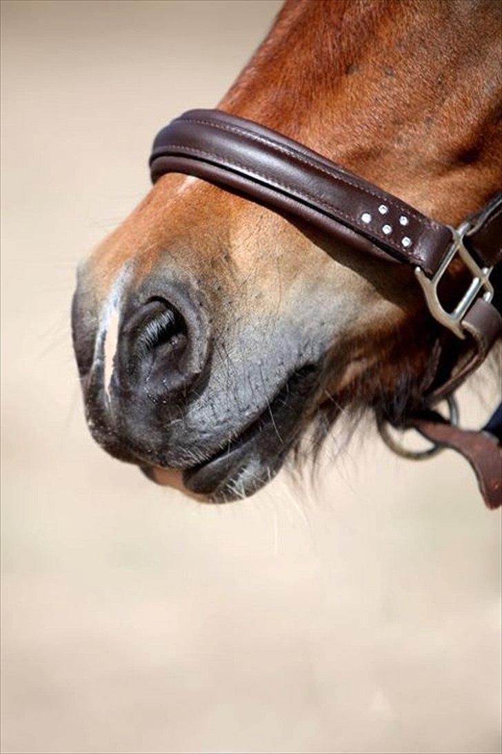 Anden særlig race Valde - Proffesionelle billeder
Charme<3 billede 8