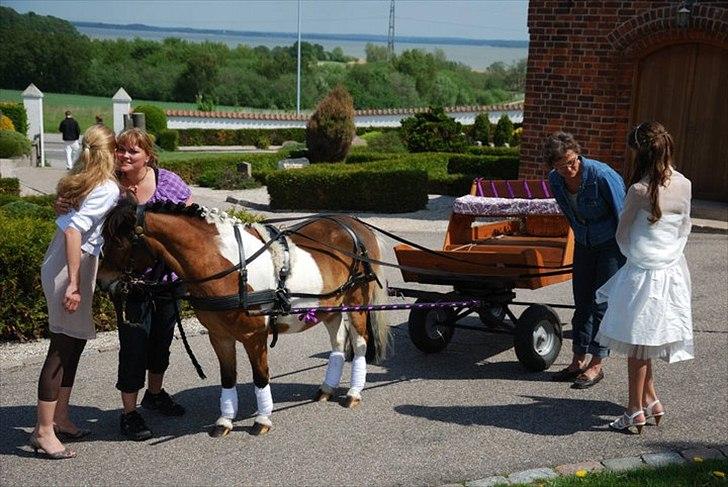 Anden særlig race Valde - Valde som komfirmations køre pony:D
Foto: Min storebror billede 11
