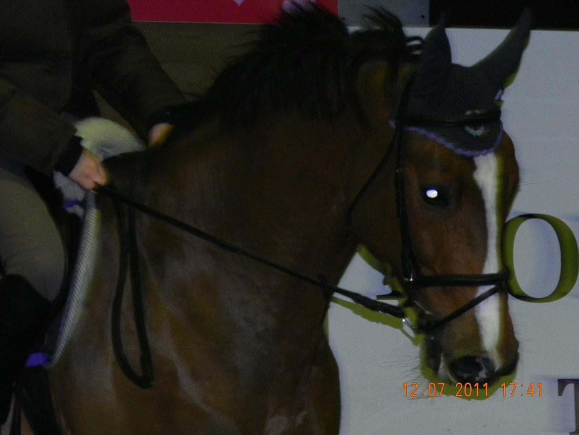 Zangersheide Elco Du Buisson Z - Træning
Fredericia Rideklub
Foto: Kathrine Burmeister billede 14