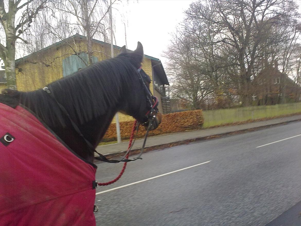 Traver Dresina billede 2