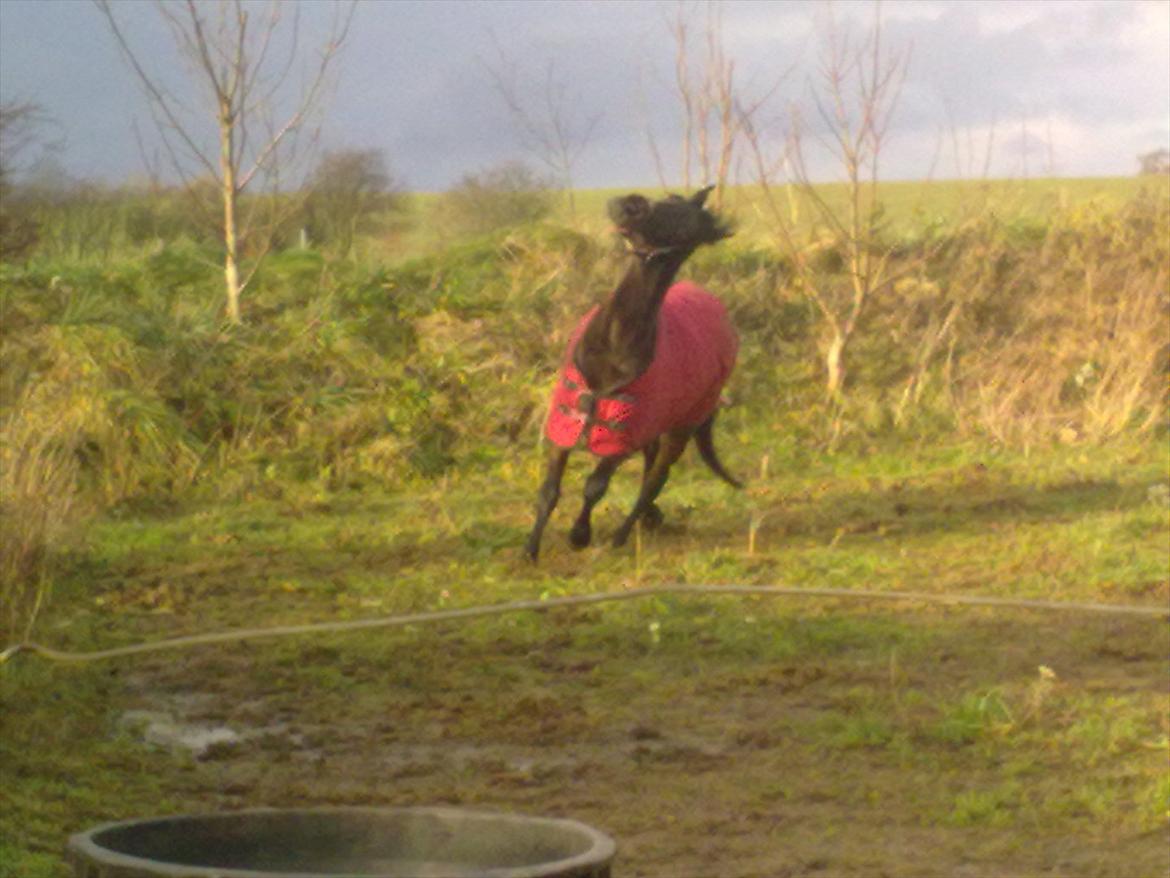 Traver Dresina billede 3