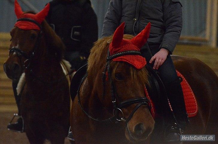 Anden særlig race Tequila - Søde Tequila.
FOTO: MSP-FOTO billede 2