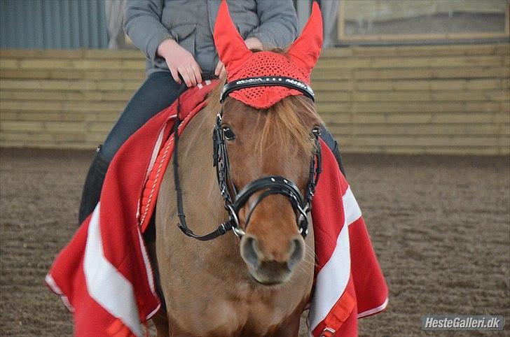 Anden særlig race Tequila - FOTO: MSP-FOTO billede 3