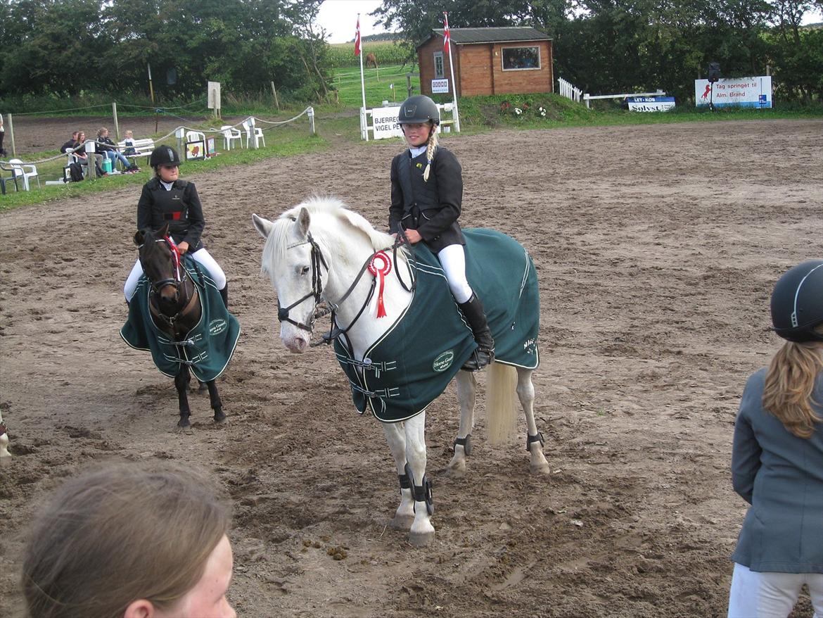 Irsk Sportspony Crocketstown Spotty billede 19