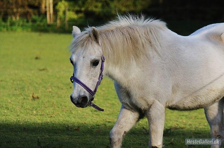 Welsh Mountain (sec A) Bianca billede 3