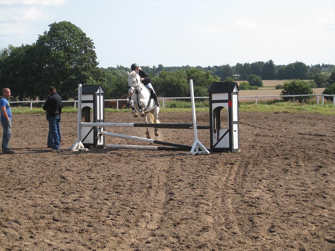 Irsk Sportspony Crocketstown Spotty billede 20