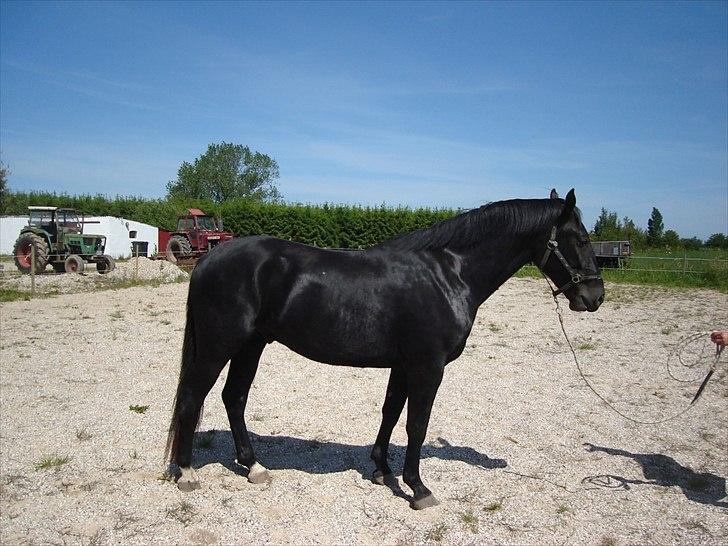 Oldenborg Q-Beec Bennedsgaard billede 10