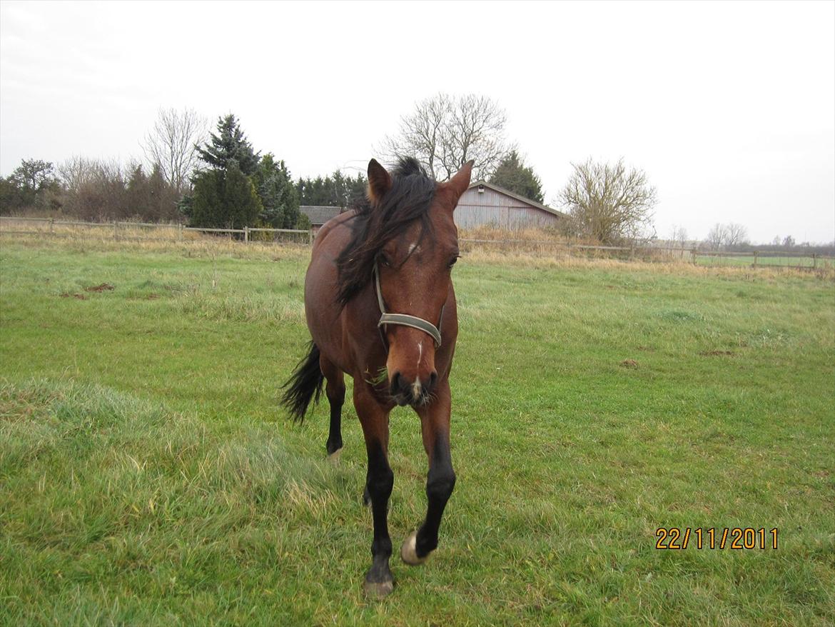 Traver Torak billede 9