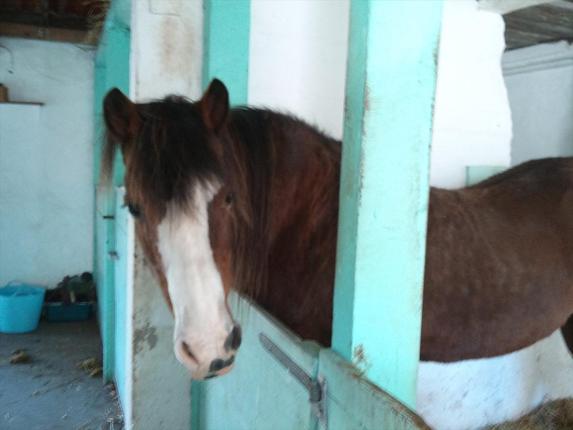 DSP Bibsen (Passer) - Hallo? Har du ikke noget til lille søde mig? <3 billede 17