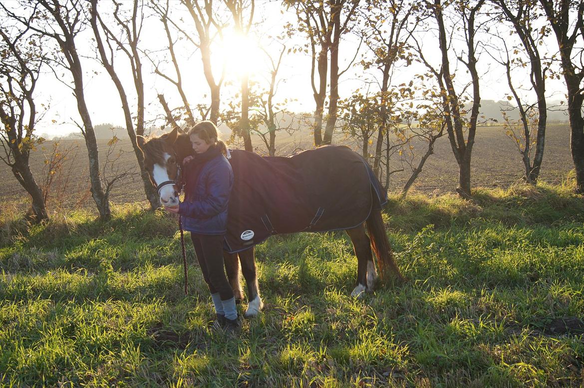 DSP Bibsen (Passer) - Så smuk <3 billede 20
