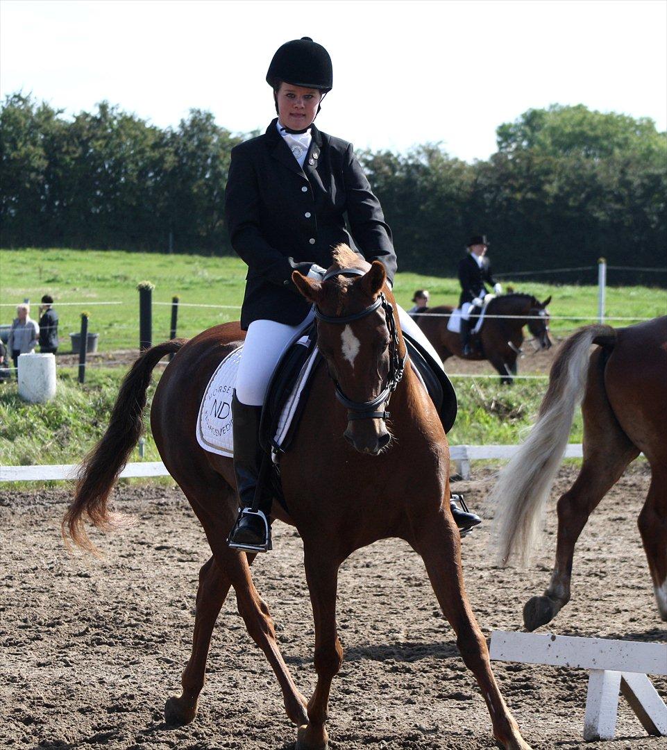 Hollandsk Sportspony Simone  billede 17