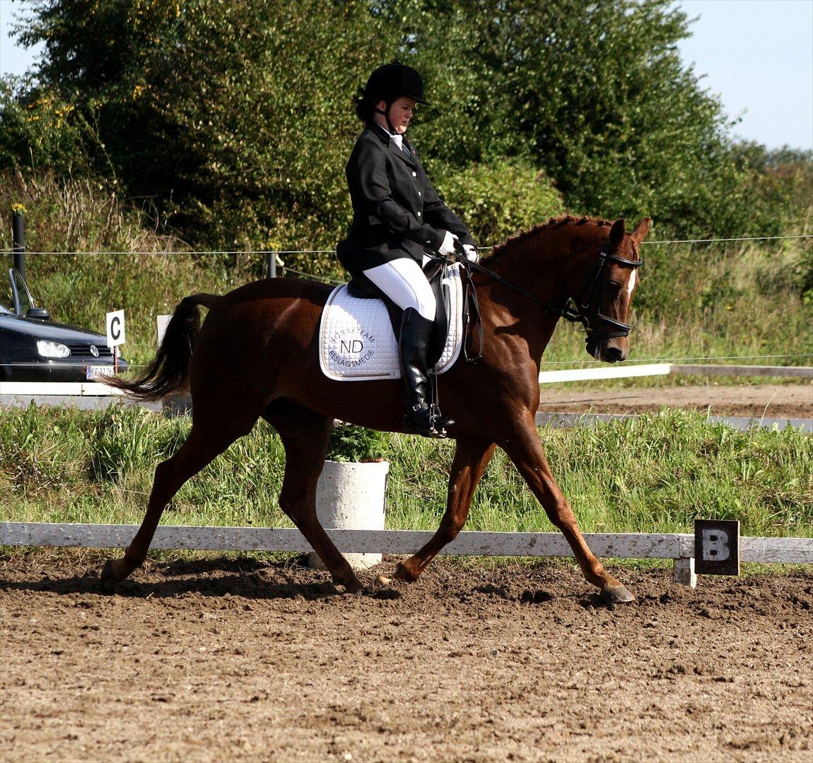 Hollandsk Sportspony Simone  billede 18