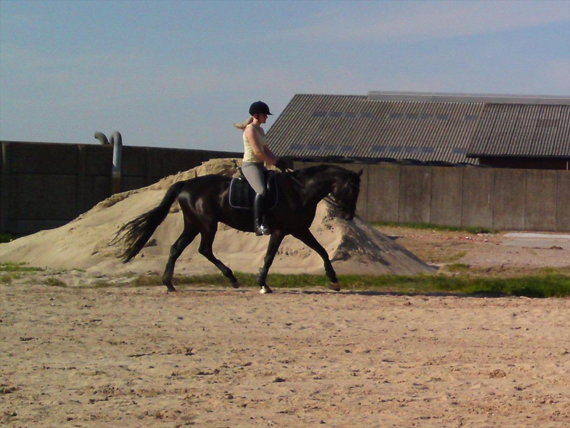 Dansk Varmblod ROCKIE LANDSIG - Træning Sommer 2011 billede 10