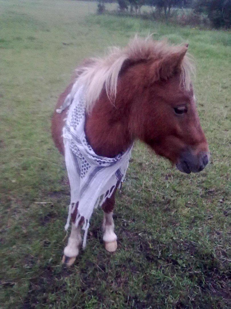 Shetlænder Winnetou billede 3