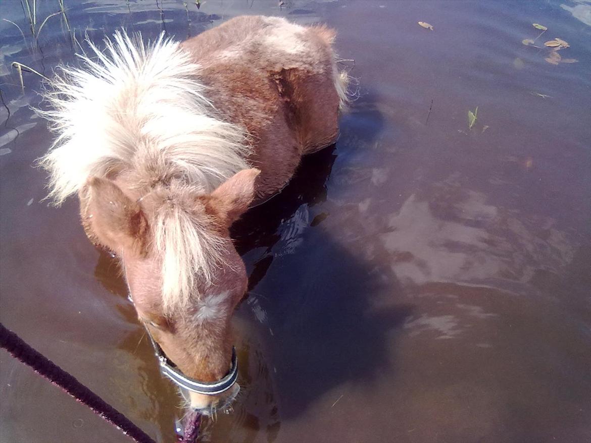 Shetlænder Winnetou billede 4