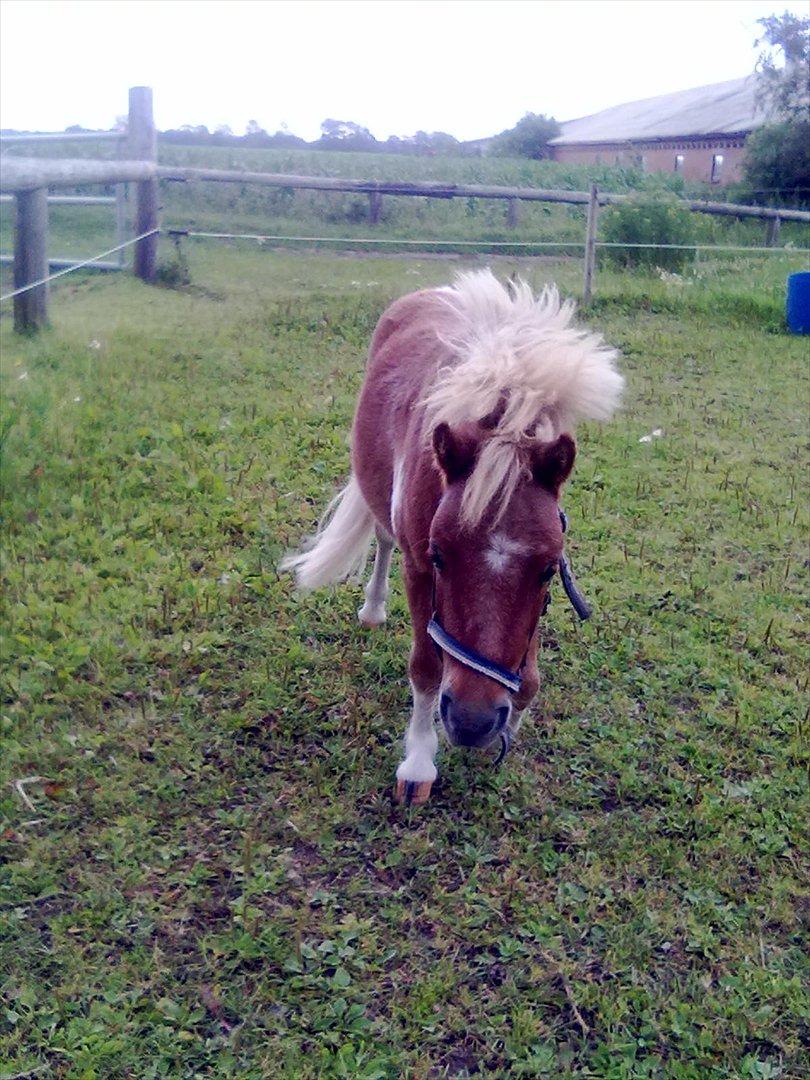 Shetlænder Winnetou billede 5